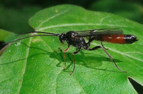 Ichneumonidae: Dusona sp.
